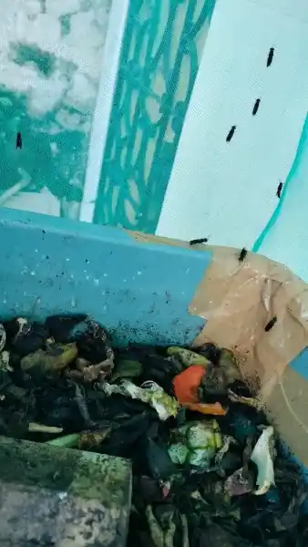 kotak sampah organik dan larva maggot